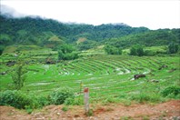 Рисовые поля во Вьетнаме.